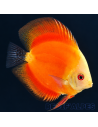 SYMPHYSODON DISCUS | Récif Alpes