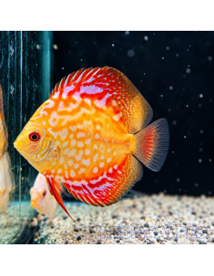 copia de copia de copia de copia de SYMPHYSODON DISCUS