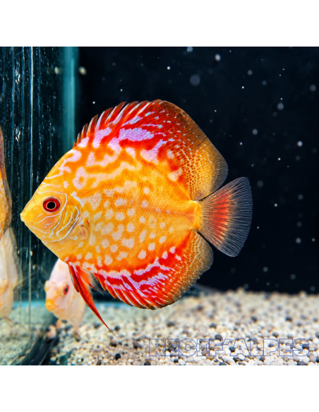 copia de copia de copia de copia de SYMPHYSODON DISCUS