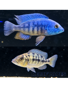 Fossorochromis x spilonotus XXL ( hybride ) le couple