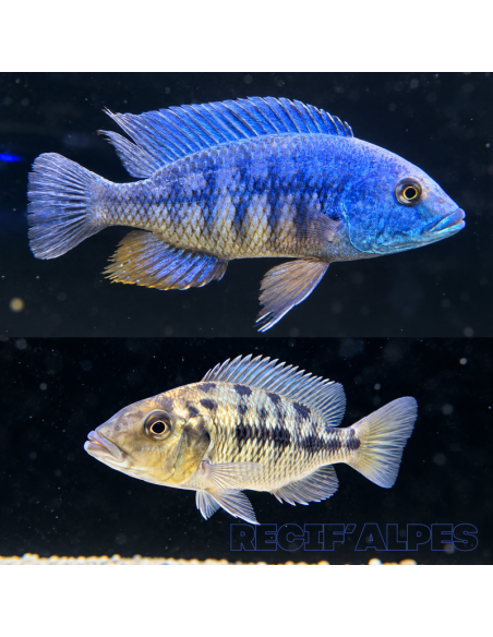 Fossorochromis x spilonotus XXL ( hybride ) le couple