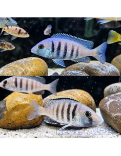 Placidochromis electra Likoma ( le couple )