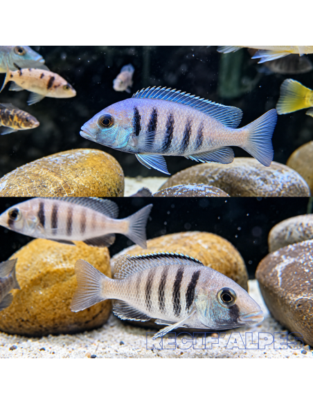 Placidochromis electra Likoma ( le couple )