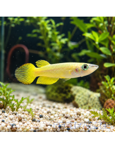 Aplocheillus lineatus gold