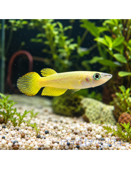 Aplocheillus lineatus gold