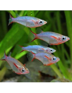 Oryzias woworae