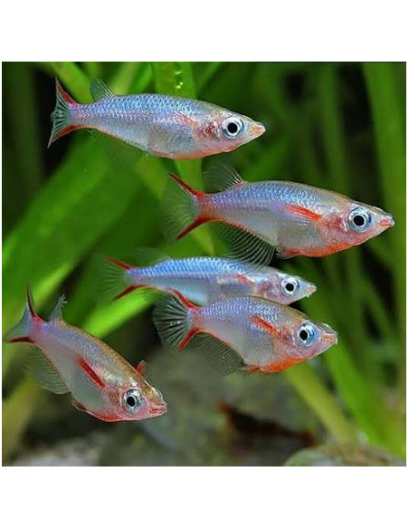 Oryzias woworae