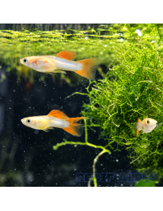 Poecilia endleri (Guppy) red blue japan blond