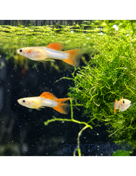 copy of Guppy Endler Silverado