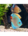 SYMPHYSODON DISCUS | Récif Alpes