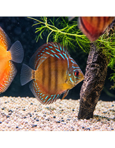 SYMPHYSODON DISCUS | Récif Alpes