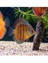 SYMPHYSODON DISCUS | Récif Alpes