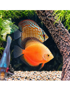 SYMPHYSODON DISCUS | Récif Alpes