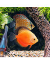 SYMPHYSODON DISCUS | Récif Alpes