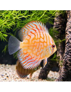 SYMPHYSODON DISCUS | Récif Alpes