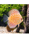 SYMPHYSODON DISCUS | Récif Alpes