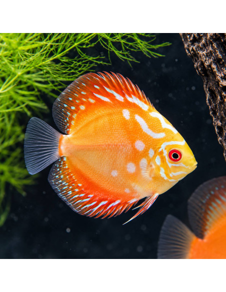 SYMPHYSODON DISCUS | Récif Alpes