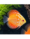 SYMPHYSODON DISCUS | Récif Alpes