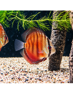 copia de copia de copia de copia de copia de copia de copia de copia de copia de copia de SYMPHYSODON DISCUS