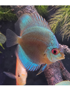 copia de copia de copia de copia de copia de copia de copia de SYMPHYSODON DISCUS