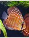 SYMPHYSODON DISCUS | Récif Alpes