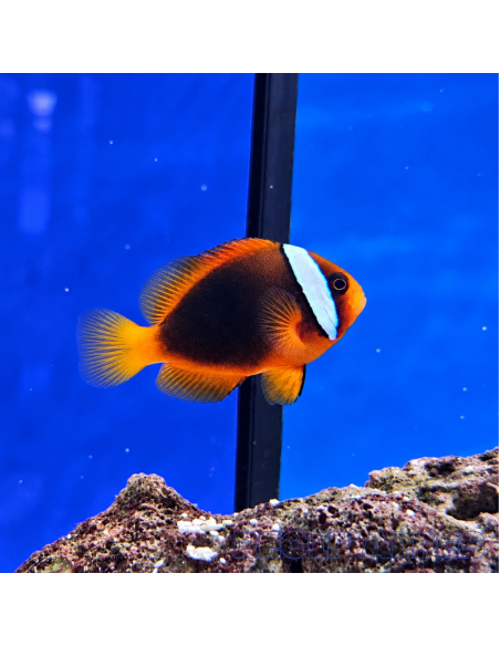 Amphiprion frenatus (DV)