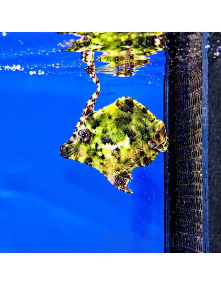 Acreichthys tomentosus (DV)