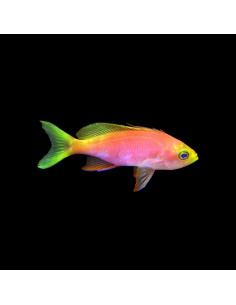 Pseudanthias pulcherrimus