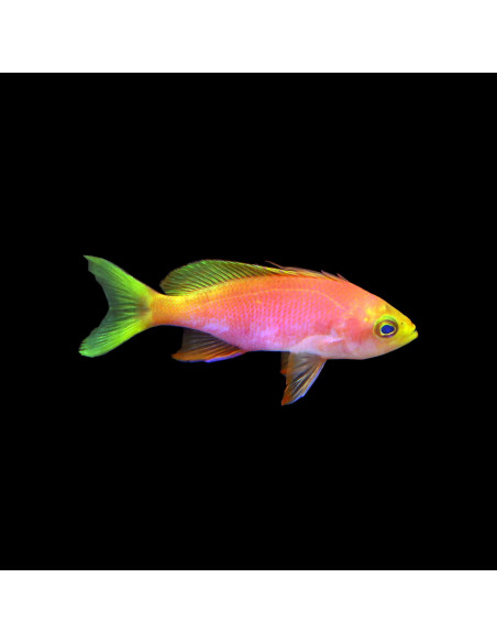 Pseudanthias pulcherrimus