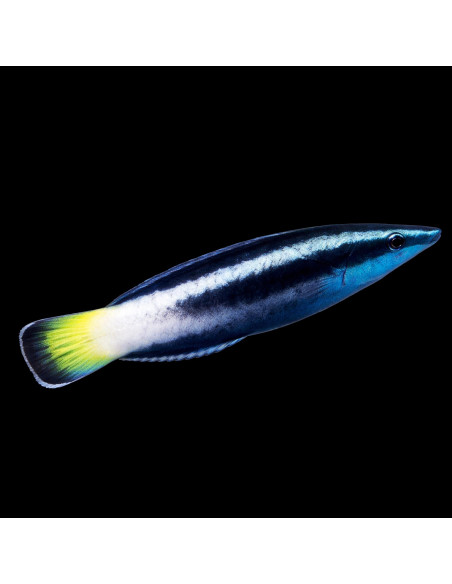 Labroides bicolor