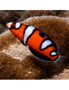 coris africana formosa