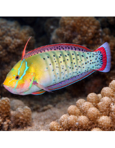 coris africana formosa