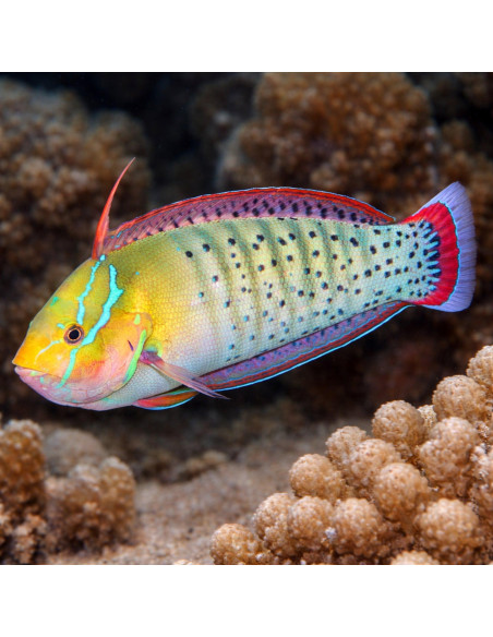 coris africana formosa