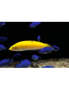 HALICHOERES CHRYSUS