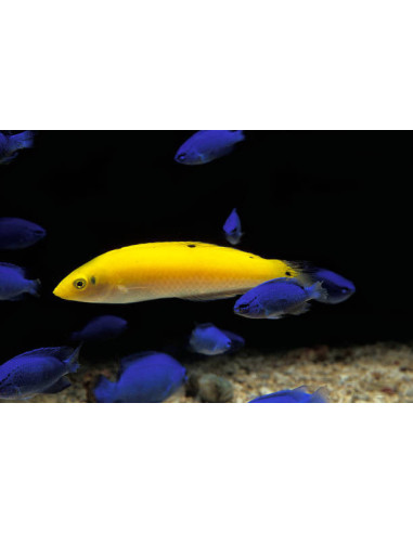 HALICHOERES CHRYSUS