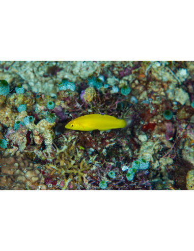 HALICHOERES CHRYSUS