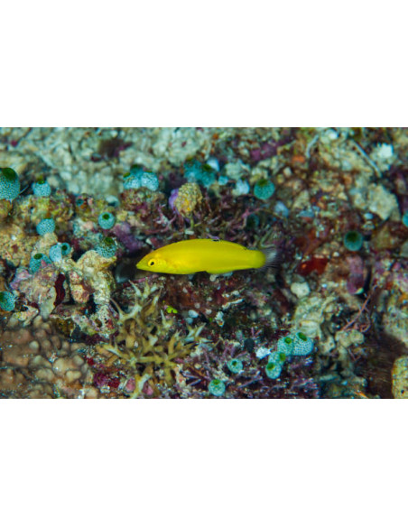 HALICHOERES CHRYSUS