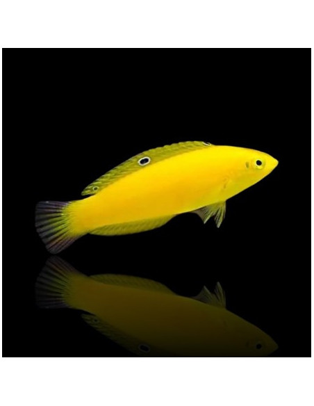 HALICHOERES CHRYSUS