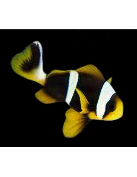 AMPHIPRION ALLARDI