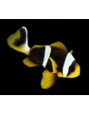 copy of amphiprion akallopisos
