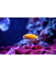 PSEUDANTHIAS SQUAMPINNIS FEMELLE