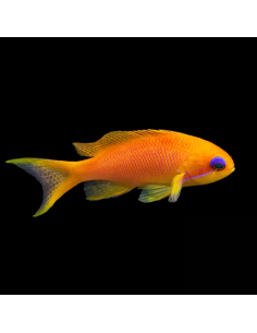 PSEUDANTHIAS SQUAMPINNIS FEMELLE