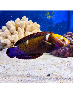 coris africana formosa