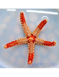 copia de FROMIA ELEGANS