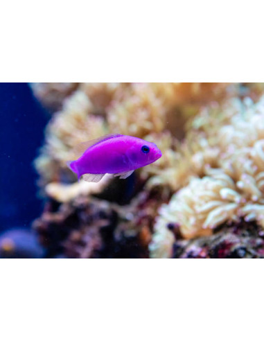 PICTICHROMIS PORPHYREA