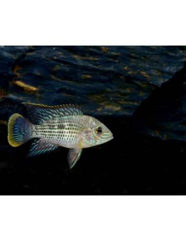 AEQUIDENS RIVULATUS