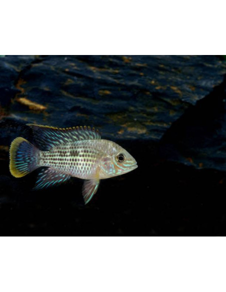 AEQUIDENS RIVULATUS