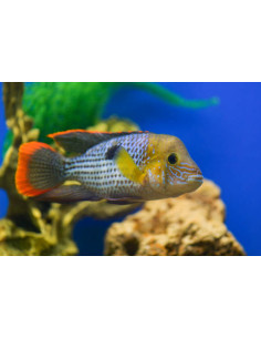 AEQUIDENS RIVULATUS
