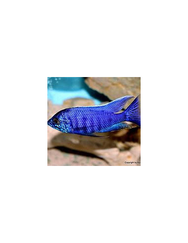 COPADICHROMIS AZUREUS