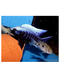 COPADICHROMIS MLOTO IVORY